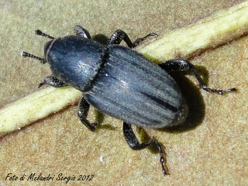 Identificazione - Sphenophorus sp.
